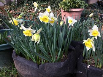 Sow There! Daffodils, a hard working bulb