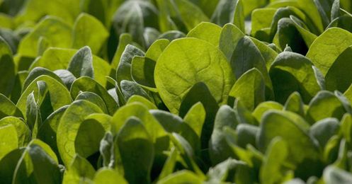 Vertical farming could be about to transform the way our greens are grown