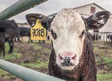 What Cattle Eat Affect the Flavor of your Beef