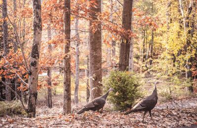 Gratitude practices can rewire your brain for happiness