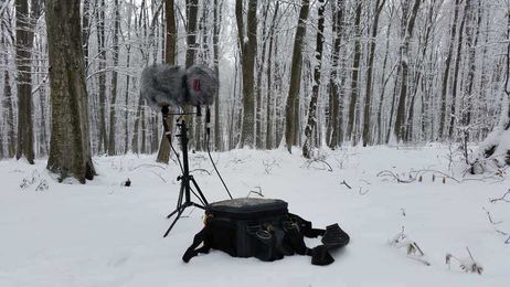 Recording Adventures: Preparing for a succesful field recording trip