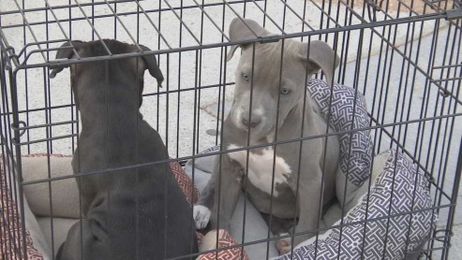 El Paso Animal Services explains benefits of spay and neutering pets