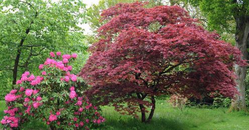 Find & Grow the Perfect Japanese Maple for Your Lawn