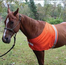 Tick Prevention & Your Horse