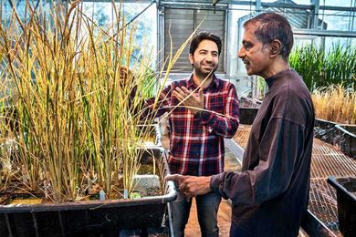 Here’s why cloning could be the future of agriculture