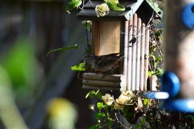 5 DIY Bird Feeders for the Home and Garden