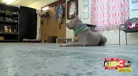 Examining the roles of therapy, emotional support and service animals