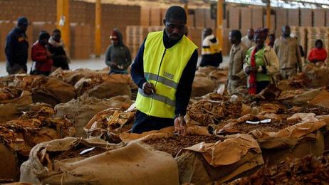 Opinion: Tobacco companies will not bring about sustainable development