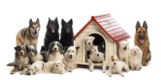 Tips for Choosing a Dog Boarding and DayCare Facility