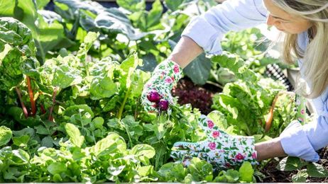 Dirty Fingernails: Some tips on improving your garden's soil