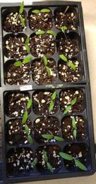 Now Is a Good Time to Start Seeds