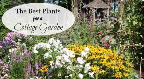 A List of Cottage Garden Plants; The Ultimate Guide