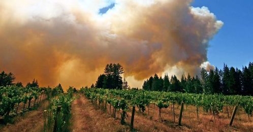 Ask Adam: What Does Smoke-Tainted Wine Taste Like?