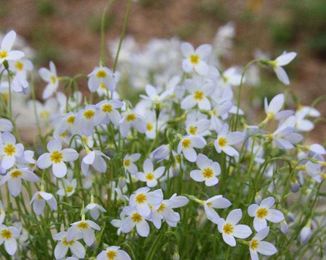 12 Native Plants to Consider For Your Property