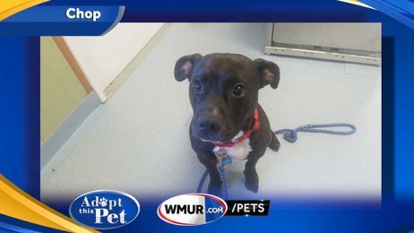 Chop is sweet and affectionate 3-year-old who escaped euthanasia