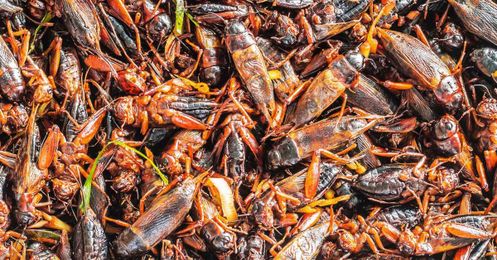 Save the Lemurs! Eat the Crickets!