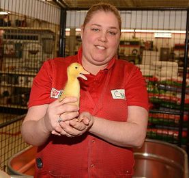 Chick Days help farmers grow their flocks