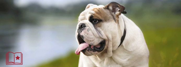 Internal Medicine Common Upper Airway Conditions