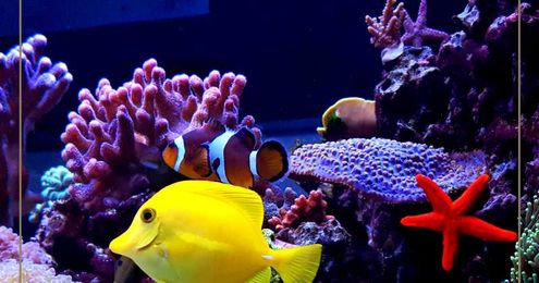 Pro Tips on Visiting the Long Island Aquarium