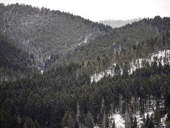 Timber industry, state blast bill to expand logging deferral option