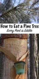 How to Eat a Pine Tree (and other Conifers