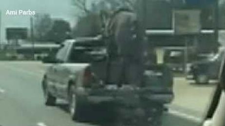 Unusual and cruel? Police pull over pickup with horse riding in the bed