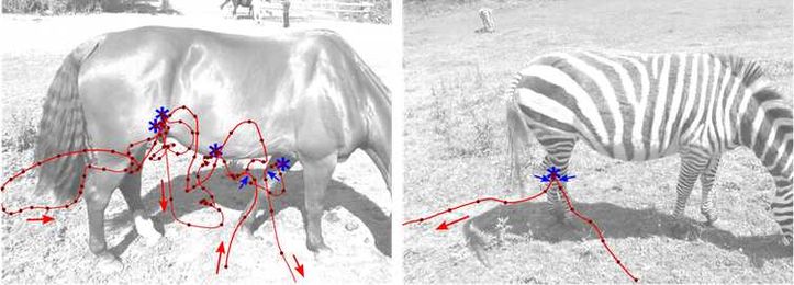 Zebra Stripes Protect Against Flies — Now We Know How