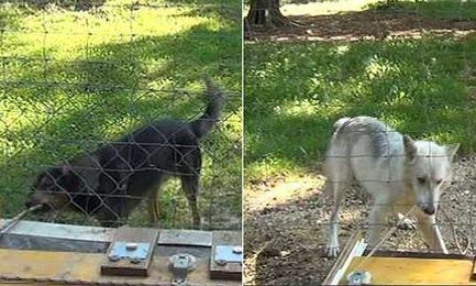 How WOLVES can co-operate with humans just like dogs