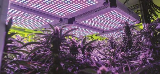 10 Tips for picking the ideal grow lights