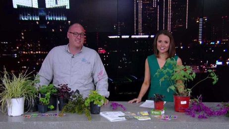 What to Plant in Yards With Lots of Shade