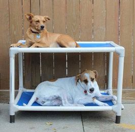 Dog Boarding: Benefits v/s Risks