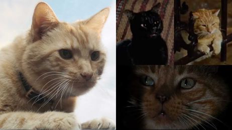 How to be human: Life lessons from 4 cinematic cats