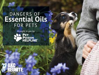 Dangers of Essential Oils for Pets