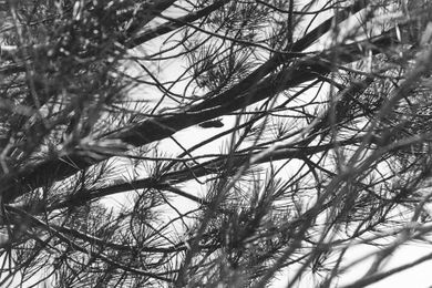 The Tiny Sounds That Go Unheard