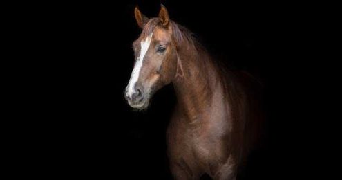 Top 10 Peculiar Happenings In The World Of Horses