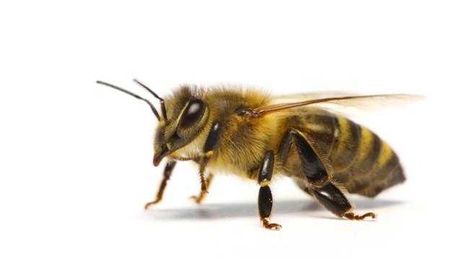 How honeybees get their jobs—explained