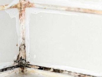 How to Remove Black Mold