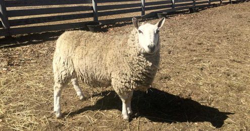 The Baa-chelor: Believed Neutered Ram Becomes A Dad