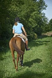 Develop Your Horse’s Topline
