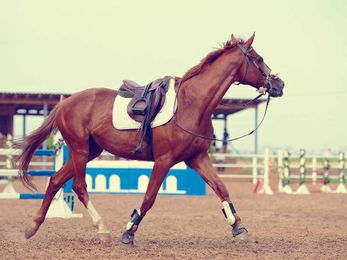 10 Reasons To Own An Off The Track Thoroughbred