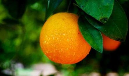 How to Prune Fruit Trees