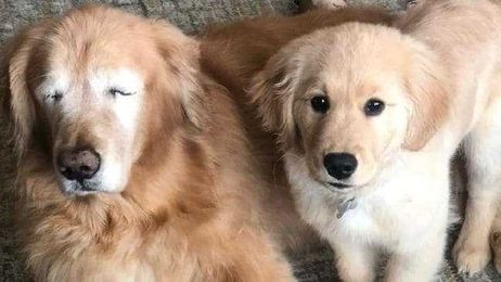 Blind senior dog gets his own ‘seeing-eye puppy’ and this has made our day