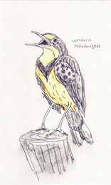 I Draw Pictures Of Birds, And Then Blog About Why They’re So Stupid