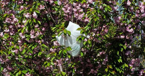 Plastic Bags, or Paper? Here’s What to Consider When You Hit the Grocery Store