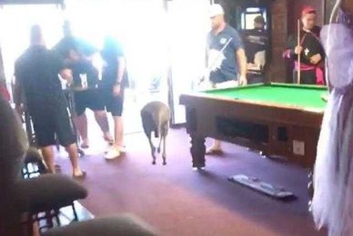 Kangaroo casually hops through Australian pub