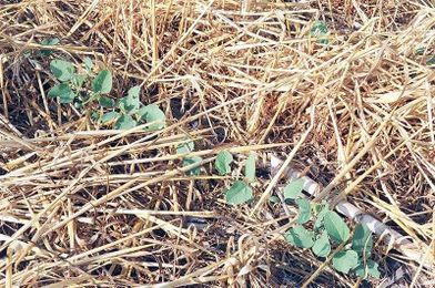 Soybean Stand Uniformity: Does It Matter?