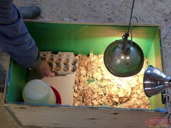 Making A Simple Chick Brooder