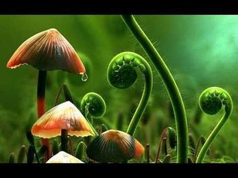 What Plants Talk About (Full Documentary)