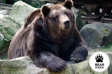 Ask a Bear: Where Does the Word "Bear" Come From?