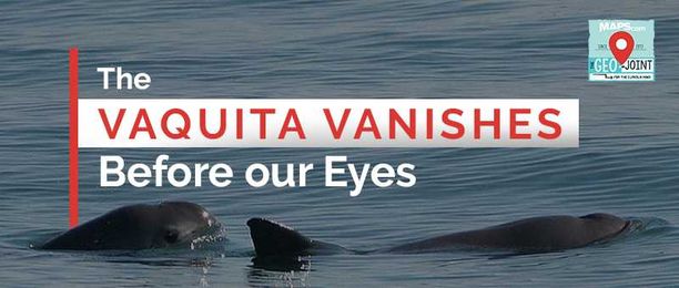 Geo-Joint: The Vaquita Vanishes Before our Eyes